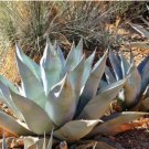 Agave havardiana HARDY AGAVE Exotic SEEDS FJ