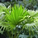 Livistona chinensis subglobosa FAN PALM Exotic SEEDS FJ