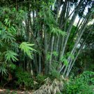 Dendrocalamus strictus GIANT TIMBER BAMBOO Seeds FJ