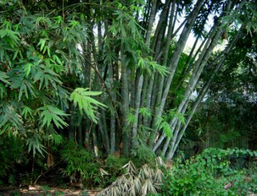 Dendrocalamus strictus GIANT TIMBER BAMBOO Seeds FJ