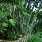 Dendrocalamus strictus GIANT TIMBER BAMBOO Seeds FJ