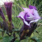 Datura metel Triple Purple DEVILS TRUMPET Seeds FJ