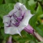Datura metel Triple Purple DEVILS TRUMPET Seeds FJ