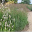 Panicum virgatum Heavy Metal SWITCHGRASS Seeds FJ
