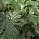 Philodendron selloum HARDY DWARF SPLITLEAF PHILODENDRON EXOTIC TROPICAL Seeds FJ