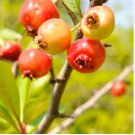 Crataegus opaca MAYHAW Fruit Tree Seeds FJ