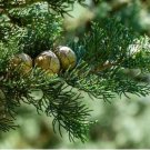 Cupressus sempervirens ITALIAN CYPRESS Seeds FJ