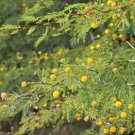 Acacia farnesiana HARDY SWEET ACACIA Exotic SEEDS FJ