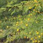Acacia farnesiana HARDY SWEET ACACIA Exotic SEEDS FJ