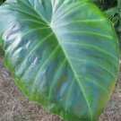 Remusatia vivipara HITCHHIKER ELEPHANT EAR - Seeds FJ