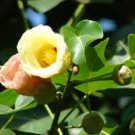 Thespesia populnea PORTIA TREE - SEEDS FJ