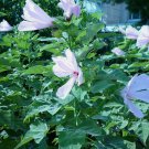 Hibiscus grandiflorus SWAMP ROSE MALLOW Seeds FJ