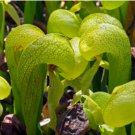 Darlingtonia californica COBRA PLANT Carnivorous Seeds FJ