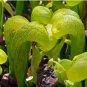 Darlingtonia californica COBRA PLANT Carnivorous Seeds FJ