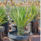 Yucca thompsoniana TREE YUCCA Hardy Exotic SEEDS FJ