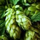 Humulus lupulus WILLAMETTE HOPS Vine Seeds FJ