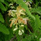 Tamarindus indica TAMARIND TREE Seeds FJ