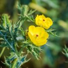 Argemone mexicana MEXICAN PRICKLY POPPY - PERENNIAL Seeds FJ