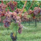 Vitis vinifera Gewurtztraminer WINE GRAPE Seeds FJ
