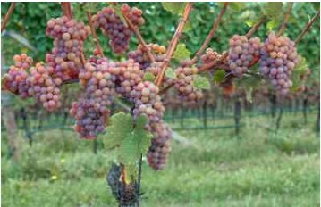 Vitis vinifera Gewurtztraminer WINE GRAPE Seeds FJ