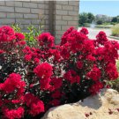 Lagerstroemia Dynamite HARDY RED CRAPE MYRTLE Seeds FJ