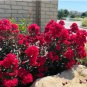 Lagerstroemia Dynamite HARDY RED CRAPE MYRTLE Seeds FJ