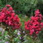 Lagerstroemia Dynamite HARDY RED CRAPE MYRTLE Seeds FJ