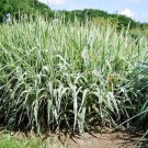 Phalaris arundinacea NATIVE ORNAMENTAL GRASS Seeds FJ