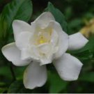 Gardenia jasminoides Chuck Hayes HARDY GARDENIA Seeds FJ
