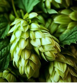 Humulus lupulus HALLERTAU HOPS Vine Seeds FJ