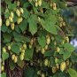 Humulus lupulus HALLERTAU HOPS Vine Seeds FJ