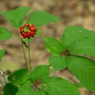 Panax quinquefolius AMERICAN GINSENG Herb Seeds FJ