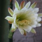 Cereus hildmannianus HEDGE CACTUS zone 8b Seeds FJ
