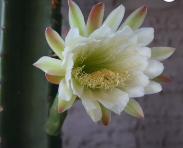 Cereus hildmannianus HEDGE CACTUS zone 8b Seeds FJ
