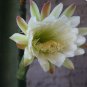Cereus hildmannianus HEDGE CACTUS zone 8b Seeds FJ