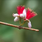 Feijoa sellowana HARDY PINEAPPLE GUAVA TREE Seeds FJ