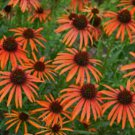 Echinacea ORANGE MEADOWBRITE CONEFLOWER Seeds FJ