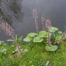 Petasites hybridus BUTTER BURR HUGE LEAVES! Seeds FJ