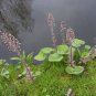 Petasites hybridus BUTTER BURR HUGE LEAVES! Seeds FJ