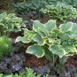Hosta Sagae BLUE & GOLD VARIEGATED LEAVES Seeds FJ