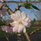 Prunus subhirtella Pendula WEEPING FLOWERING CHERRY TREE Seeds FJ