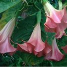 Brugmansia suaveolens PINK ANGELS TRUMPET Seeds FJ