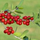 Ilex vomitoria YAUPON HOLLY Tree Seeds FJ