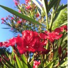 Nerium oleander HARDY RED OLEANDER Seeds FJ