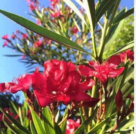 Nerium oleander HARDY RED OLEANDER Seeds FJ