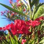 Nerium oleander HARDY RED OLEANDER Seeds FJ