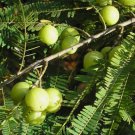 Phyllanthus emblica INDIA GOOSEBERRY Seeds FJ