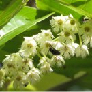 Protium serratum INDIA RED PEAR TREE Seeds FJ