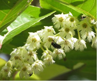 Protium serratum INDIA RED PEAR TREE Seeds FJ
