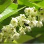 Protium serratum INDIA RED PEAR TREE Seeds FJ
